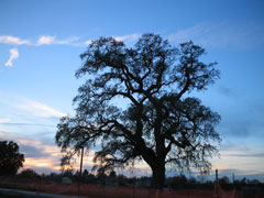 Mace Park Oak at sunrise.